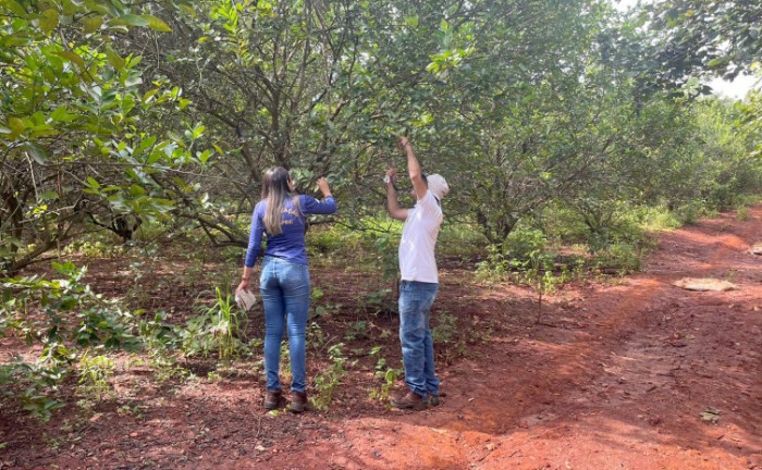 Adapec realiza monitoramento de pragas quarentenárias em unidades de produção de fruticultura