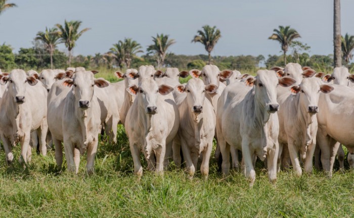 Declaração obrigatória de rebanho na Adapec começa no dia 1º de maio