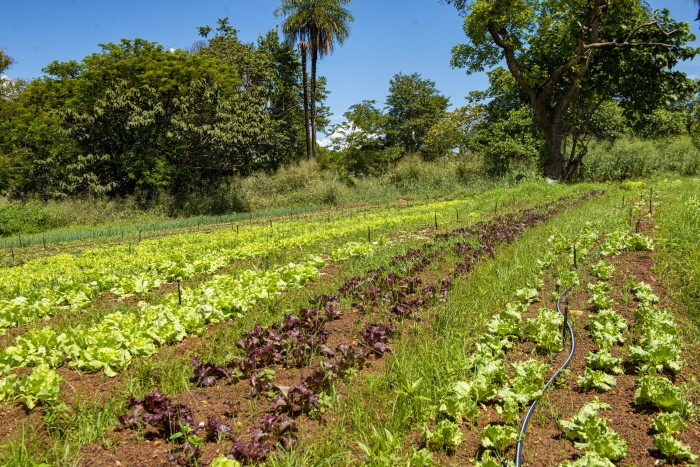 Seder atende dez produtores de hortifruti com gradagem e encanteiramento