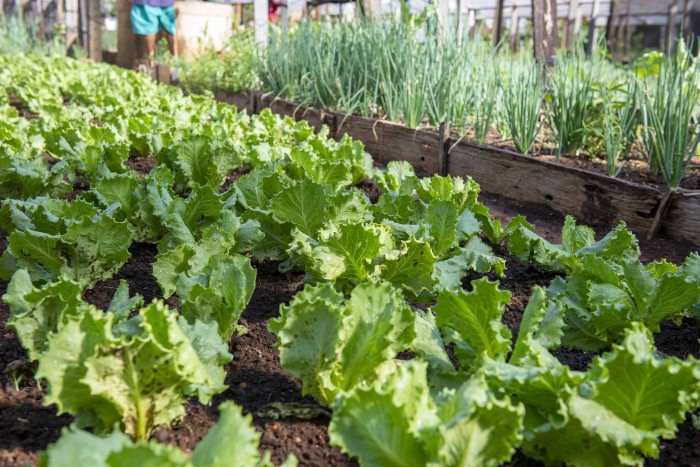 Uma alternativa sustentável para geração de renda e alimentação saudável