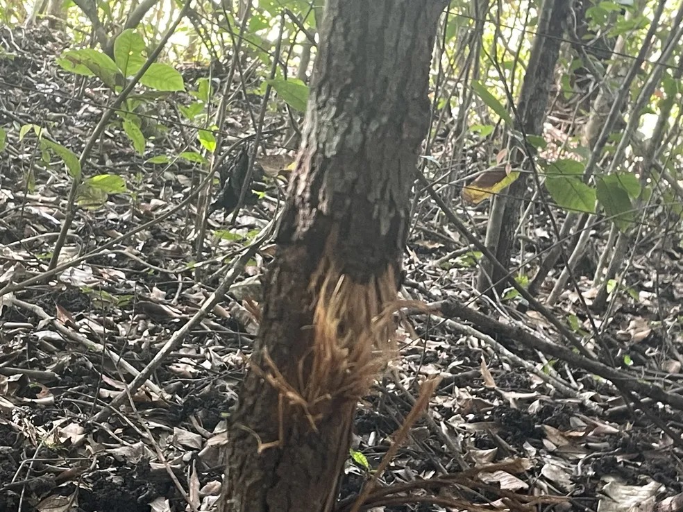 Imagens mostram marcas de tiros em árvores nas áreas de confrontos entre PMs e criminosos que atacaram Confresa (MT)