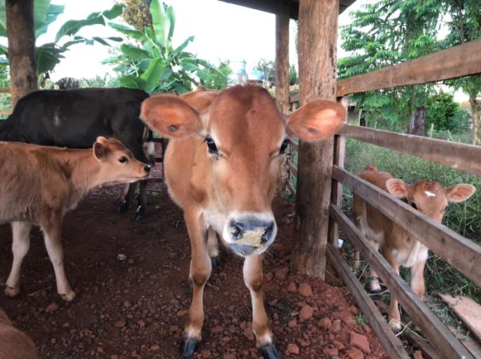 Parceria da Seder e Rancho Pitayas irá expor bezerros que melhor atendem pequeno produtor