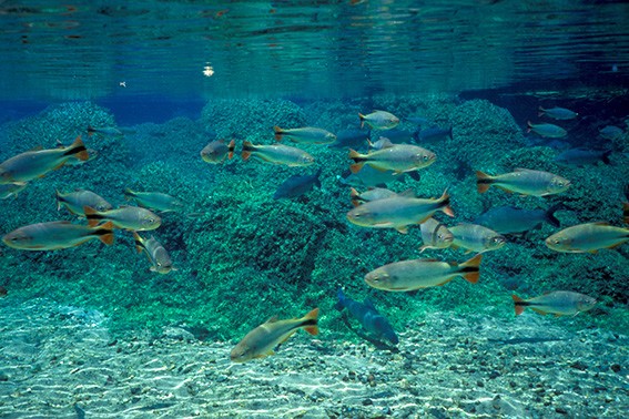 Ministra do Meio Ambiente e Mudança do Clima designa diretores Mauricio Abijaodi e Ana Carolina Argolo como representantes da Agência no CONAMA