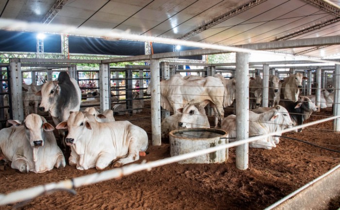 Adapec mantém controle sanitário dos animais participantes da Agrotins