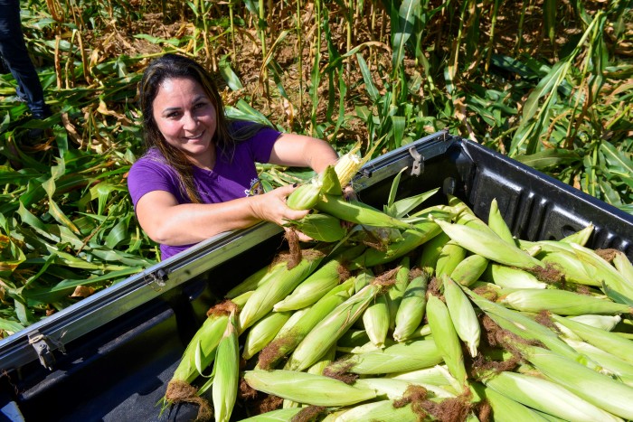 Unidades de ensino de Palmas recebem milhos produzidos na Agrotins