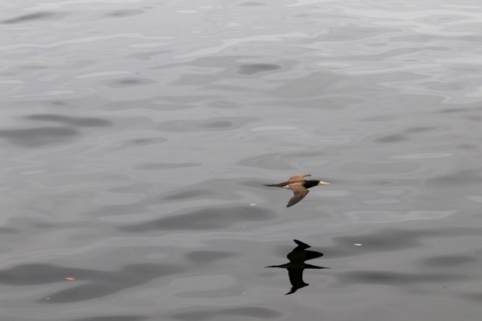 Gripe aviária: produtor deve reforçar segurança, recomenda associação