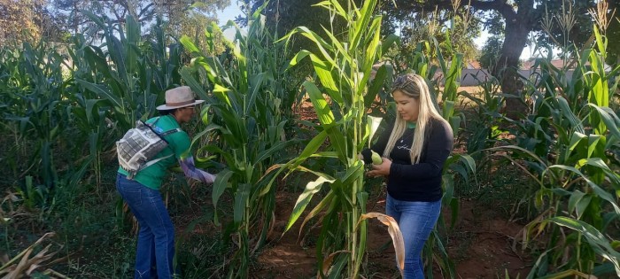 Alunos fazem a colheita de milho plantado na ETI Eurídice de Melo