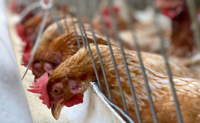 Governo do Tocantins reforça cuidados e alertas contra a gripe aviária