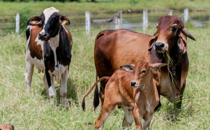 Adapec prorroga prazo para declaração obrigatória de rebanho no Tocantins