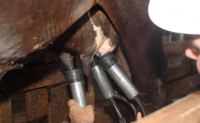 Governo do Tocantins e parceiros promovem seminário para fortalecer a cadeia produtiva do leite