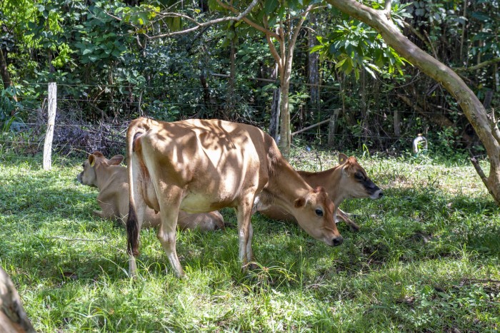 Palmas celebra franca expansão do mercado de produtos lácteos
