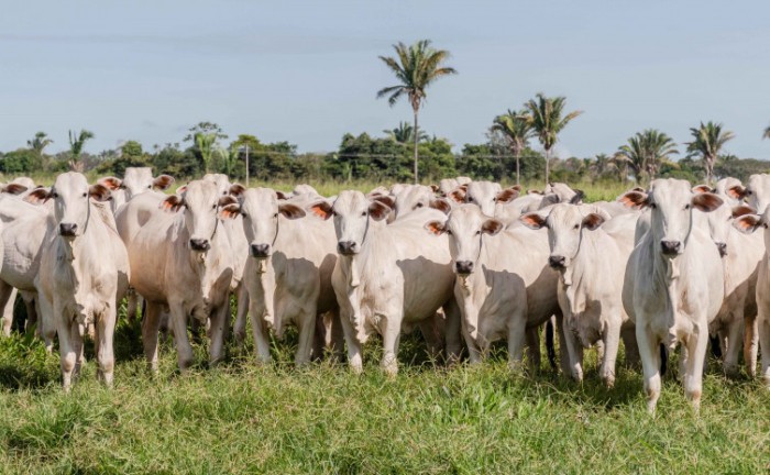 Produtores rurais têm até a sexta-feira, 16, para fazer a declaração obrigatória de rebanho na Adapec