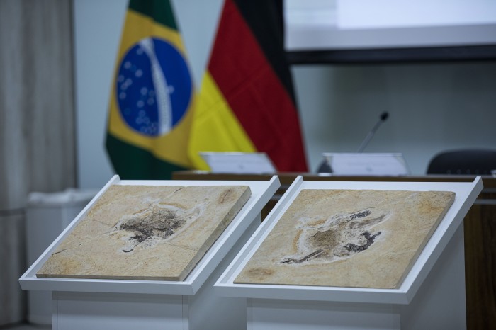 Alemanha devolve fóssil Ubirajara jubatus ao Cariri cearense