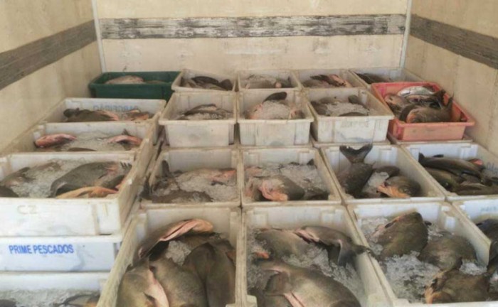 Naturatins apreende mais de 10 mil metros de rede e duas toneladas de pescado durante operação Malha Fina