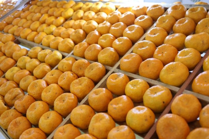 Lei reconhece Cerro Azul (PR) como capital nacional da mexerica ponkan