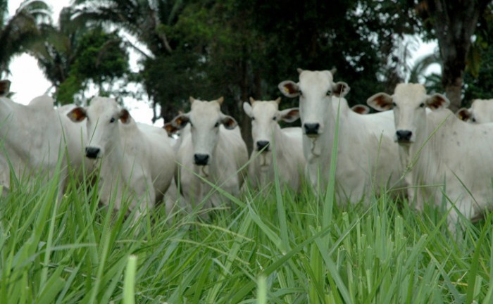 Governo do Tocantins inicia atividades da Rota da Pecuária para troca de experiências com produtores 