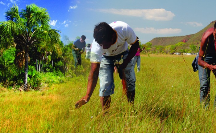 Governo do Tocantins reedita Instrução Normativa sobre o capim-dourado e o buriti