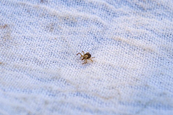 Saúde de Palmas realiza monitoramento de carrapatos no Parque Cesamar