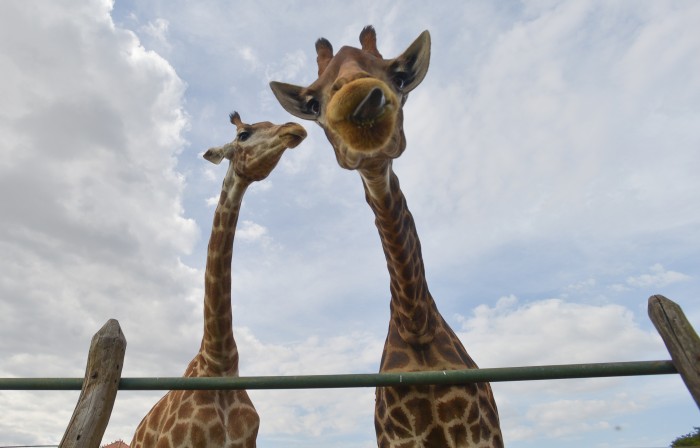 Morre quarta girafa importada ilegalmente da África do Sul