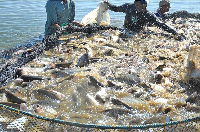 CRA avalia dispensa de licenciamento ambiental para pequena empresa aquícola