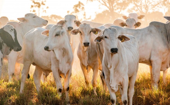 Com defesa sanitária forte, Governo do Tocantins registra crescimento nas áreas do plantio de soja e do rebanho bovino