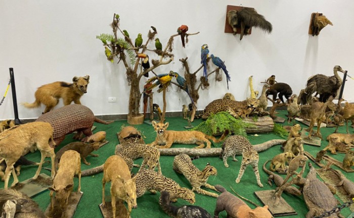Visitação ao Museu de Zoologia e Taxidermia da Unitins é opção gratuita para programação de férias