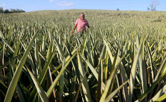 Governo do Tocantins e parceiros promovem 3º Dia Técnico de Abacaxi em Barrolândia
