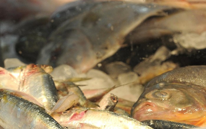 Ministro abre, no Rio, nesta quinta-feira, Semana do Pescado