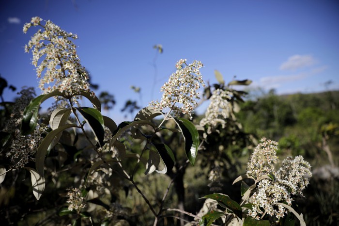 Encontro promove imersão na cultura, sabores e povos do Cerrado