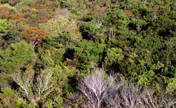 Governo do Tocantins publica portaria com foco em combater o desmatamento ilegal
