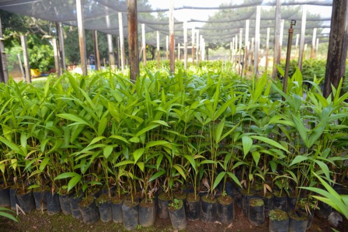 Fundação do Meio Ambiente doará mudas para celebrar Dia da Árvore