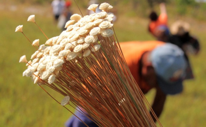 Naturatins divulga Instrução Normativa sobre o capim-dourado e o buriti